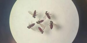 Estudo aponta diferenças sutis entre febre do Oropouche e dengue para auxiliar diagnóstico