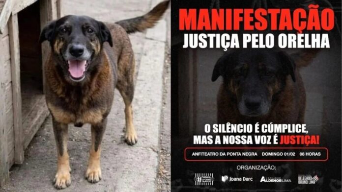 Manaus sedia ato público por justiça ao cão "Orelha", vítima de maus-tratos