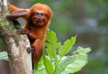 TV Brasil exibe maratona de série sobre animais ameaçados de extinção