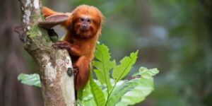 TV Brasil exibe maratona de série sobre animais ameaçados de extinção