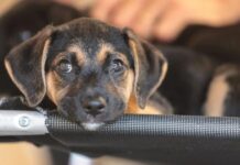 Educação para a empatia: como ensinar crianças e adolescentes a respeitar os animais