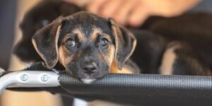 Educação para a empatia: como ensinar crianças e adolescentes a respeitar os animais