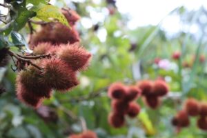 Sepror divulga tabela de preços de produtos agropecuários e florestais de janeiro de 2026