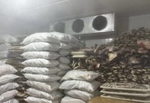 Ipaam multa frigorífico em R$ 2 milhões por irregularidades e descumprimento de embargo em Manacapuru