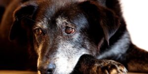 Rio de Janeiro inaugura núcleo especializado para combater maus-tratos a animais