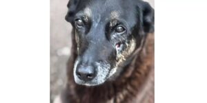 Polícia pede apreensão de passaporte de adolescente envolvido na morte do cão Orelha