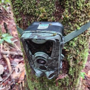 Câmeras trap são instaladas em Unidades de Conservação da BR-319 para monitorar fauna