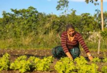 Programa de Aquisição de Alimentos destina R$ 9 milhões para agricultores familiares em janeiro