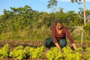 Programa de Aquisição de Alimentos destina R$ 9 milhões para agricultores familiares em janeiro