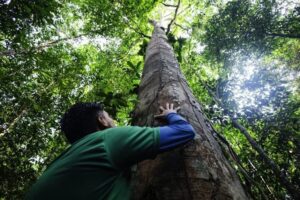 INPA oferece 10 vagas para doutorado em Ciências de Florestas Tropicais em Manaus
