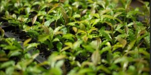 Mata Atlântica: restauração florestal na Bahia reduz tempo de crescimento e cria florestas resilientes