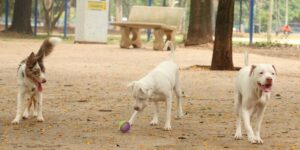 Estatuto dos Cães e Gatos pode aumentar pena para até 10 anos em casos de maus-tratos