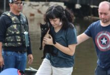 Senado aprova política de proteção a animais resgatados em desastres