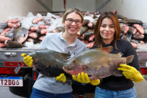 Distribuição de pescado inicia pela zona Norte de Manaus e deve alcançar 40 mil famílias
