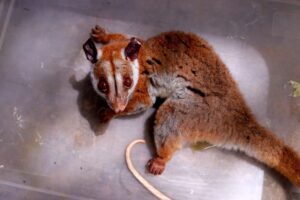 Cuíca-lanosa, espécie de difícil registro, é resgatada ferida em Manaus