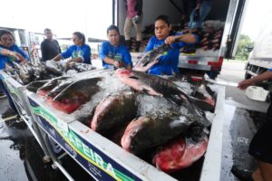 Instituição social no Tarumã é contemplada com pescado e vai beneficiar 100 idosos