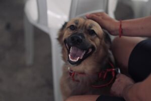 Sepet anuncia 300 vagas para castração de cães e gatos com agendamento presencial