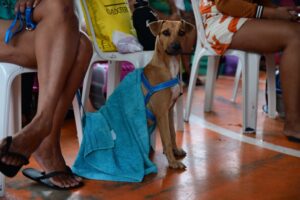 Castramóvel chega ao Educandos nesta sexta (20) com agendamento presencial e 500 senhas