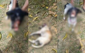 Mulher é presa em Manaus após duas cadelas serem encontradas com ferimentos graves