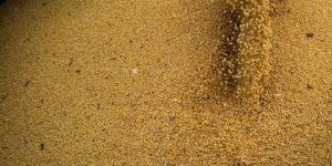 Agro impulsiona PIB brasileiro com crescimento de 11,7% em 2025, aponta IBGE