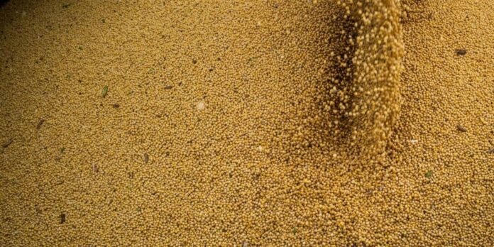 Agro impulsiona PIB brasileiro com crescimento de 11,7% em 2025, aponta IBGE