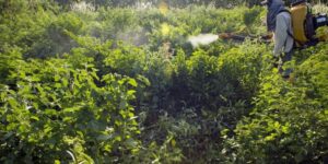 Comitê define ações prioritárias para programa de redução de agrotóxicos no Brasil