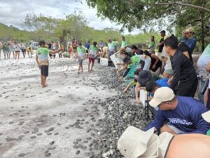 Mais de 56 mil filhotes de quelônios são soltos em comunidades da RDS do Uatumã em 2026