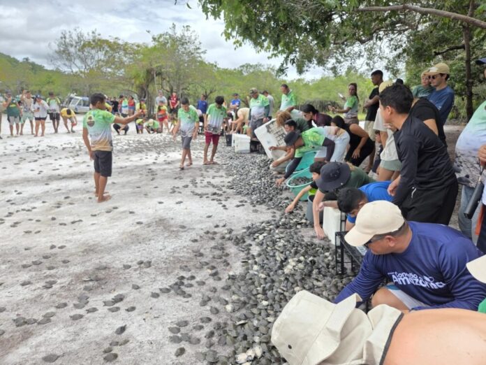 Mais de 56 mil filhotes de quelônios são soltos em comunidades da RDS do Uatumã em 2026
