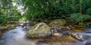 Plano decenal busca fortalecer Sistema Nacional do Meio Ambiente até 2036