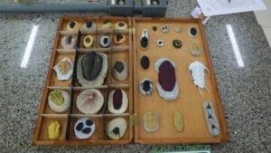 Fapeam abre inscrições para programa de fomento a coleções biológicas e museus no Amazonas