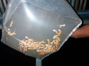 Ipaam autoriza pesca manejada de 15 mil larvas de aruanã branco na Reserva Mamirauá