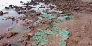 Rochas de plástico são encontradas em ninhos de tartarugas na Ilha de Trindade