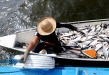 Ipaam fiscaliza início da pesca ordenada do mapará no Lago do Rei, em Careiro da Várzea