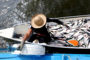 Ipaam fiscaliza início da pesca ordenada do mapará no Lago do Rei, em Careiro da Várzea