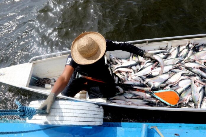 Ipaam fiscaliza início da pesca ordenada do mapará no Lago do Rei, em Careiro da Várzea