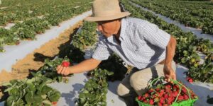 Garantia-Safra 2024-2025: Agricultores do Amazonas e Nordeste começam a receber benefício