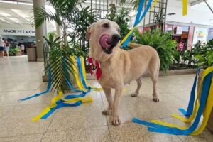 Sepet promove evento de adoção e vacinação animal gratuita no Shopping Ponta Negra neste sábado