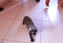 Furão-grande e três aves são resgatados pelo Ipaam em Manaus