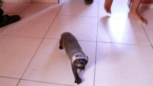 Furão-grande e três aves são resgatados pelo Ipaam em Manaus