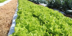 Embrapa inaugura Unidade Mista de Pesquisa e Inovação para impulsionar agropecuária em Mato Grosso