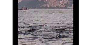 Golfinhos no Arpoador: presença de animais indica boas condições ambientais na praia carioca