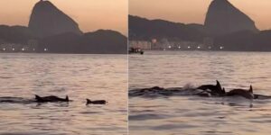 Golfinhos nariz-de-garrafa encantam banhistas no Arpoador e indicam saúde ambiental no Rio