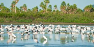 Brasil expande áreas de proteção ambiental no Cerrado e Pantanal com 148 mil hectares a mais