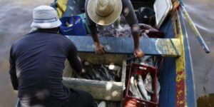 Pescadores do Amazonas e outros estados recebem 6º lote do seguro-defeso nesta terça