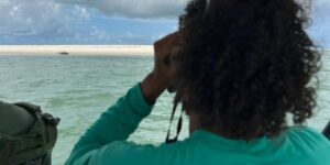 Elefante-marinho reaparece em litoral de Alagoas após anos sem registro