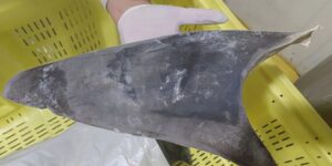 Ibama proíbe exportação de barbatana de tubarão-azul no Brasil