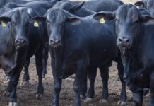 CMN reduz juros do Pronaf para cooperativas rurais a 3% ao ano