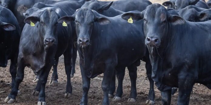 CMN reduz juros do Pronaf para cooperativas rurais a 3% ao ano