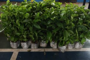 Nova lei do Amazonas prioriza café Robusta Amazônico em compras públicas estaduais