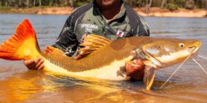 COP15: Bagres gigantes amazônicos e ariranhas ganham maior proteção internacional